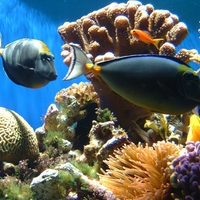 Coral reef fish