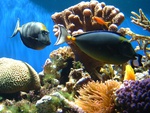 Coral reef fish