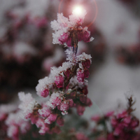 Ljung Flower Lens Flare