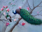 Peacocks