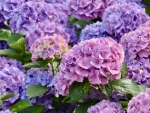 Hydrangeas