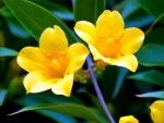 CAROLINAS YELLOW JESSAMINE A SPECIAL GIFT TO JASMINE
