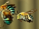 Blue Banded Bee