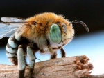 Blue Banded Bee
