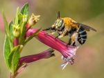 Blue Banded Bee