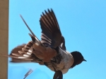 Swallow