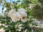 White roses