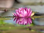 waterlily