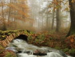 Bridge in Forest