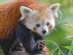Red Panda