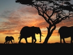 African Savanna Elephants
