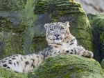 snow leopard