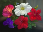 Petunias