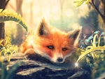 Fox