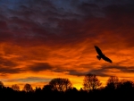 Bird Sunset Silhouette