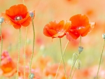 Summer Poppies