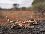 Thorny Devil