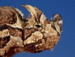 Thorny Devil