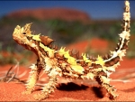 Thorny Devil