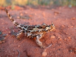 Thorny Devil