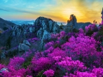 Wildflowers in South Korea
