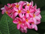 Plumeria of Hawaii
