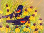 Redwinged Blackbirds
