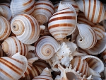 Seashells