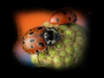 Ladybug