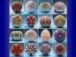 Sea urchin shells