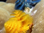 Christman Tree Worm