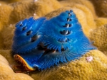 Christmas Tree Worm