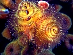 Christmas Tree Worm