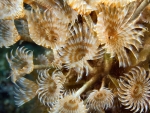 Feather Duster Worm