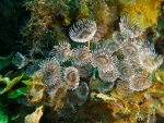 Feather Duster Worm