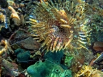 Feather Duster Worm