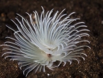 Feather Duster Worm