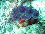 Giant Clam