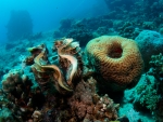 Giant Clam
