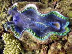 Giant Clam