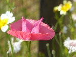 Pink Poppy