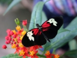 Red Butterfly