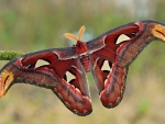 Red Dragon Butterfly