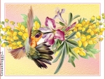 HUMMINGBIRD AND WATTLE FLOWERS