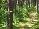 Pine Forest Path