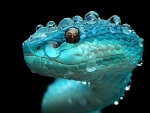 Blue Snake