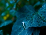 Dew on leaf
