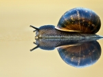 Snail