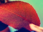 Red leaf