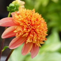 A new Dahlia in my garden